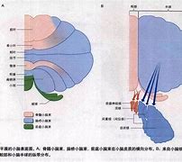 髓质安卓版可塑性记忆游戏安卓版